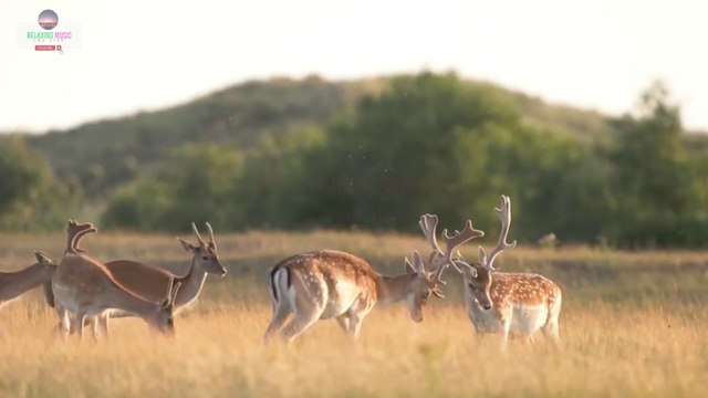 Calming Music For Sleep With Relaxation Sounds | Calm Music Nature And Relaxing Music Sleep Sound..