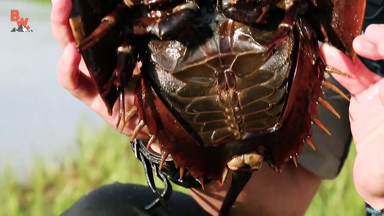 Do Horseshoe Crabs STING! video Dailymotion