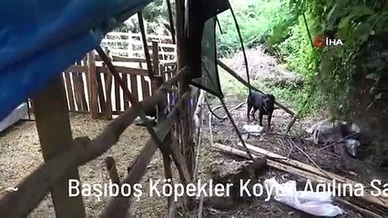 Başıboş Köpekler Koyun Ağılına Saldırdı