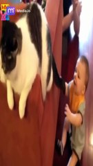 مرح وعشق اكتشف ألعابًا رائعة مع القطط في تجربة فريدة من نوعها