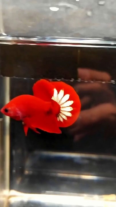Betta Fish