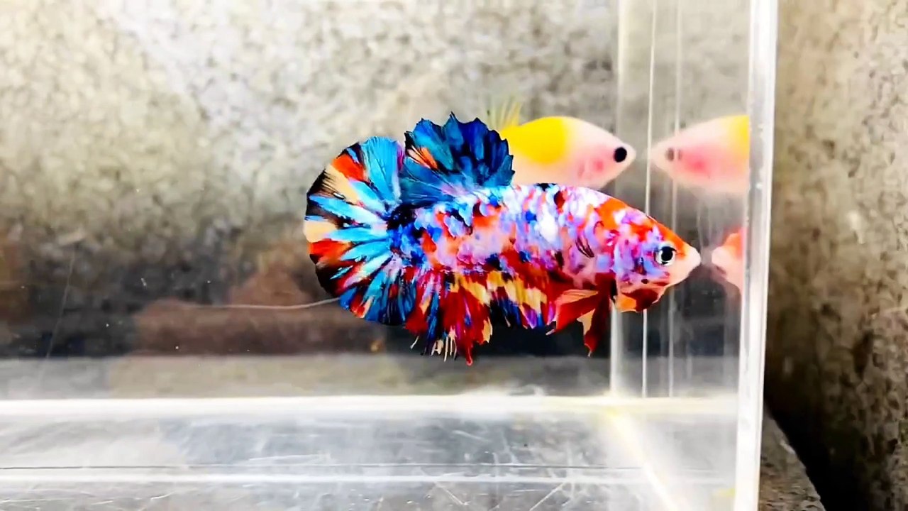 Betta Fish