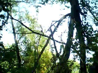 The crowning of Belphebe bass