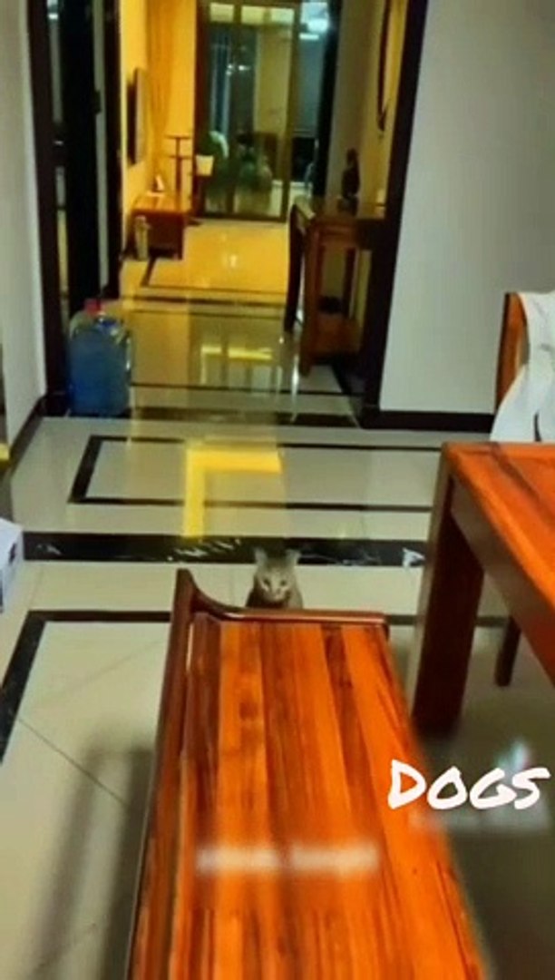 ⁣Animals funny moments