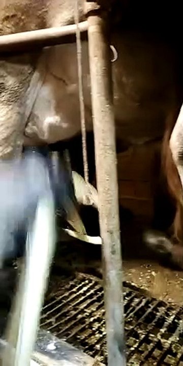 Cow Rips Off Milking Machine