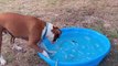 Dog Plays With Hose in Kiddie Pool