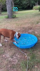 Dog Plays With Hose in Kiddie Pool