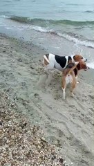 Appeal launched for missing beagle Poppy