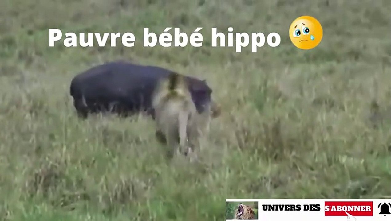 attaque d'un bébé hippo par un lion