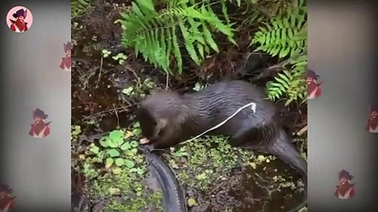 Top 40 verrückte Momente von Ottern, die aus dem Nichts auftauchen und ihren Gegner töten