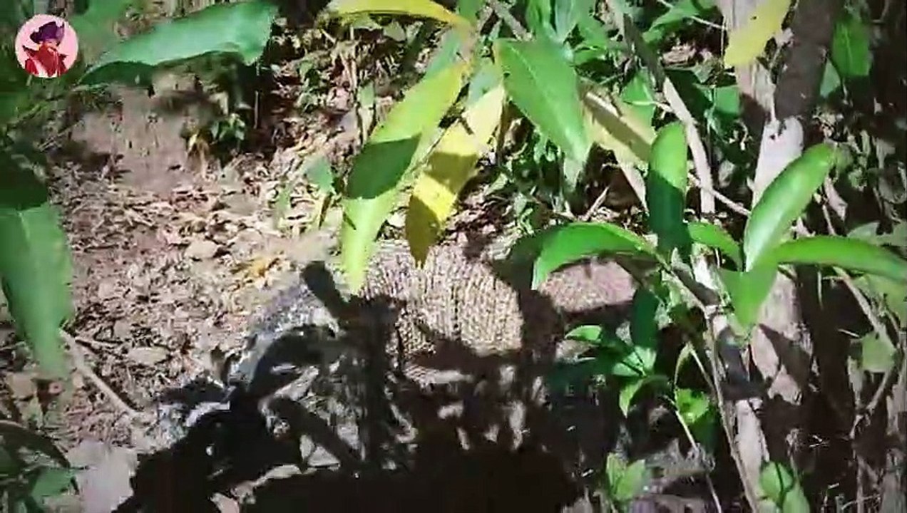 Die 45 verrücktesten Jagdmomente, in denen Komodowarane extrem brutal waren