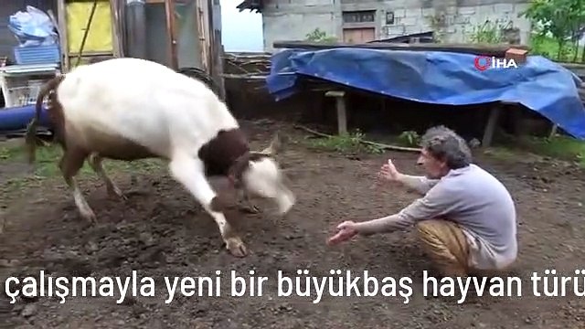 Emekli öğretmen 12 yıllık çalışmayla yeni bir büyükbaş hayvan türü elde etti
