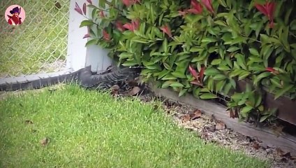 Top 45 brutale Momente, in denen Warane extrem wütend waren