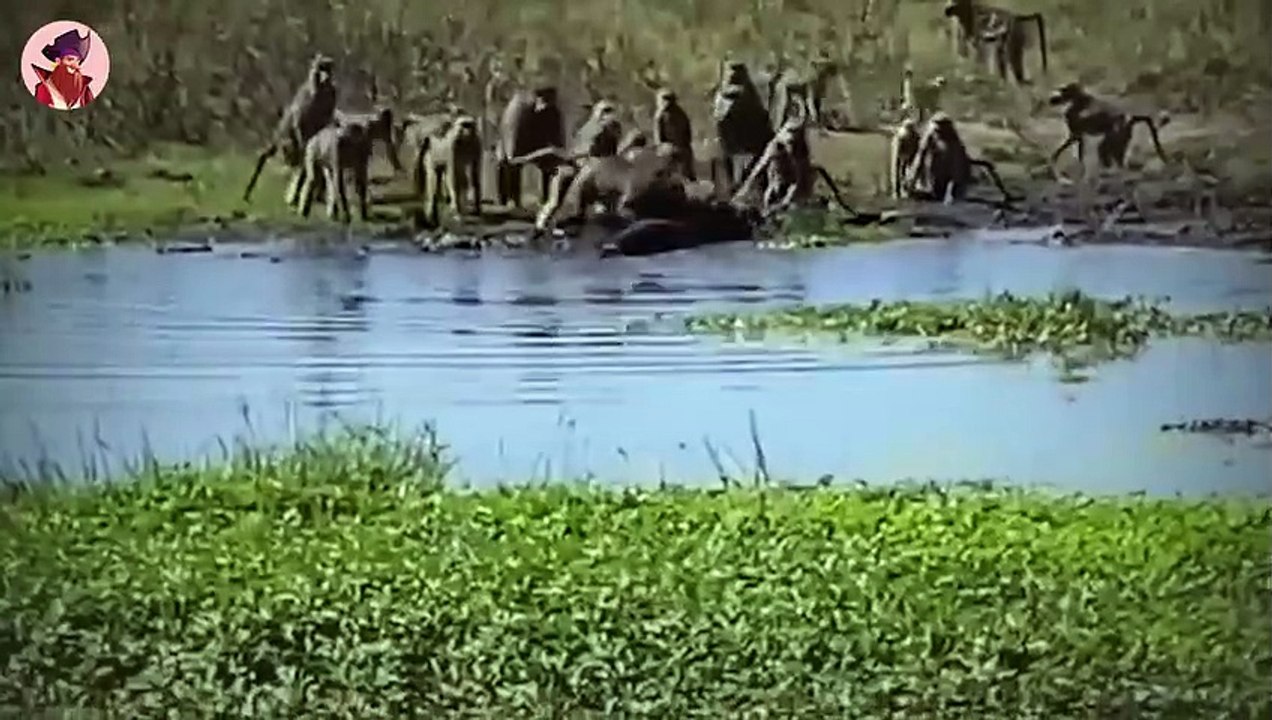 Top 16 mentale Affenmomente, in denen Primaten ihren Verstand verloren haben