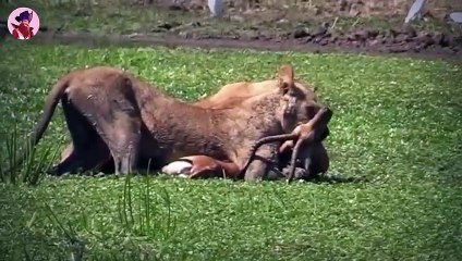 Top 45 brutalste Jagdmomente in denen Löwen mächtige Tiere erlegt haben