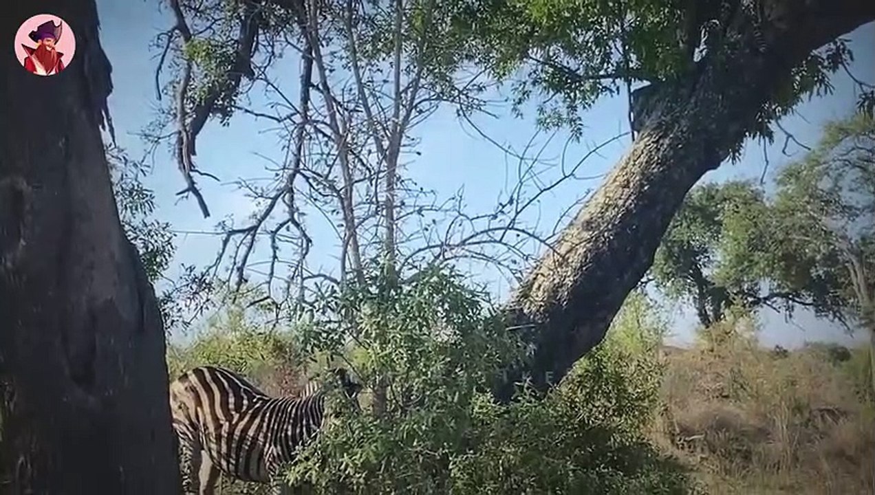 40 verblüffende Momente, in denen Zebras ihr Überlebensgeschick präsentieren