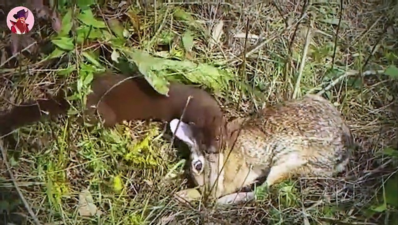 Top 35 verrückte Momente, in denen Raubtiere aus dem Nichts angreifen und ihre Beute zerfetzen