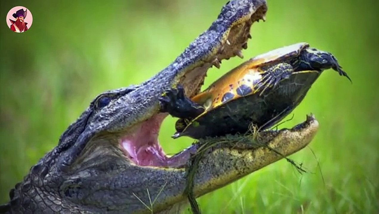 Top 13 gnadenlose Raubtiere, die extrem wütend auf Schildkröten waren