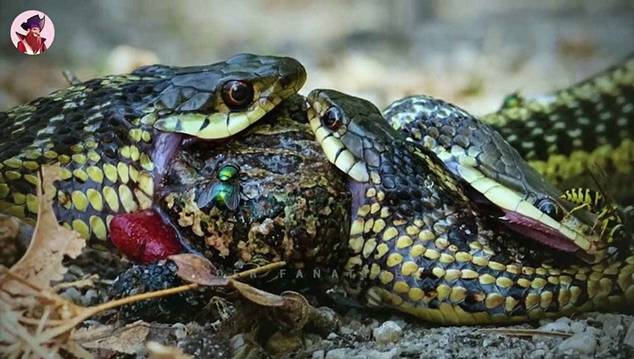 40 Gänsehaut-Momente in denen Raubtiere um dieselbe Beute kämpfen