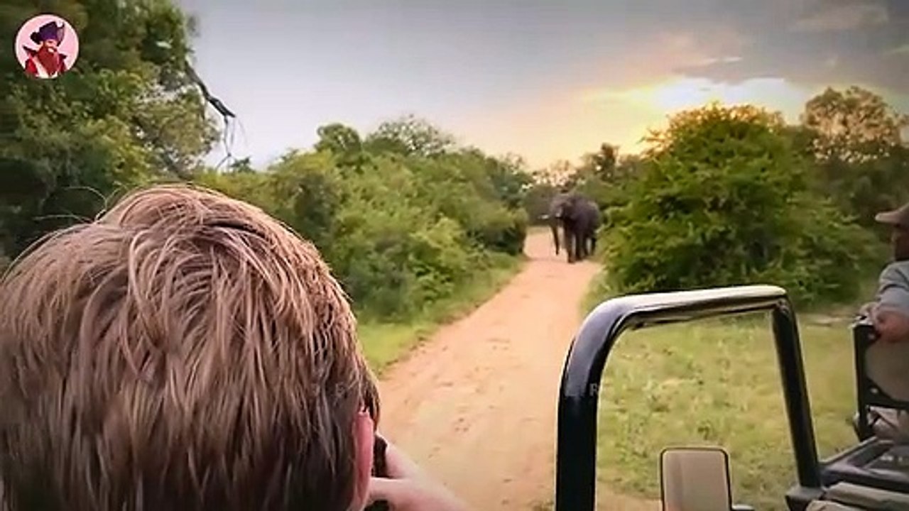 Top 40 verblüffende Momente, in denen Elefanten wütend wurden