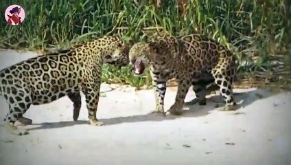 Die 43 schrecklichsten Momente, in denen Jaguare wütend wurden