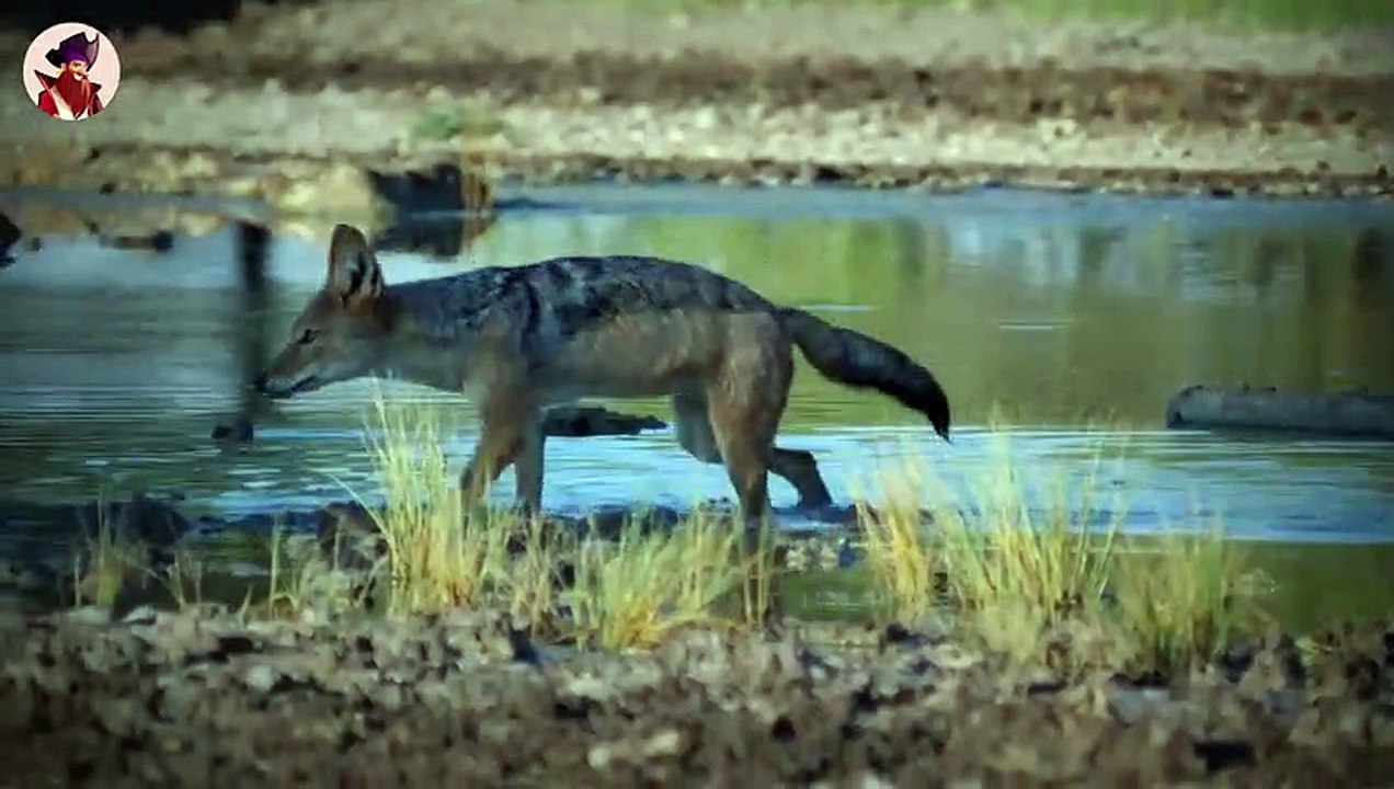 Top 15 brutale Jagdmomente, in denen Schakale wütend wurden