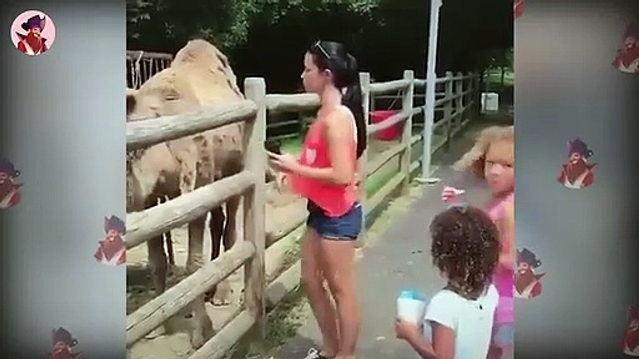 Das Majestätische Kamel Im Umgang Mit Freunden Und Feinden