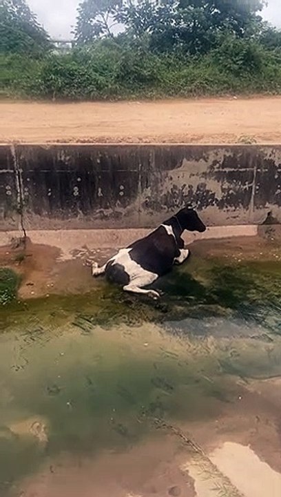 Reportan a una vaca atrapada dentro de un canal de drenaje en Santa Cruz
