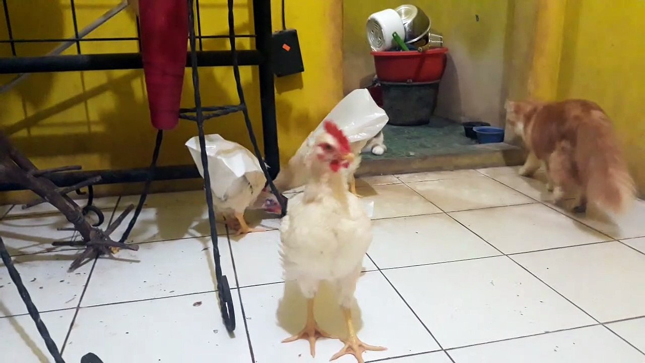 Ayam Pakai Pempers