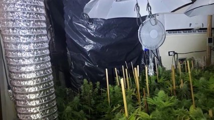 Sospechosos de cultivar marihuana hidropónica irán nueve meses a prisión preventiva