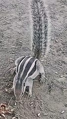 Hungry eating something