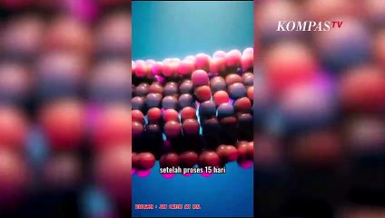 Hasil Gabungan 2 DNA Hewan Berbeda | NEWS OR HOAX
