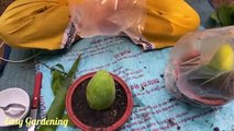 Best Planting Growing Mango with aloe vera & Oranges For Growing_