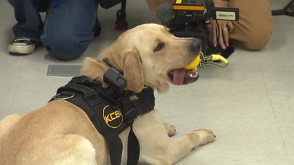 '킁킁' 5초 만에 마약 탐지..."7년 만에 함께 현장 출동" / YTN