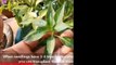 How To Grow Chillies At Home 100+  chillies per plant Seed To Harvest
