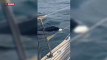 Espagne : les attaques d'orques se multiplient