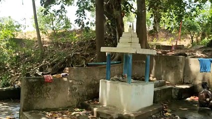 प्राकृतिक अजूबा: एक पेड़ की जड़ों से निकल रहा अनवरत पानी, ग्रामीण वर्षो ंसे कर रहे उपयोग