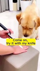 #Funniest Animals 2023 #Funniest Cats and Dogs