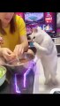 Funniest Cats and Dogs! Best Animal Videos! #shorts #viral #comedy #cat #dog
