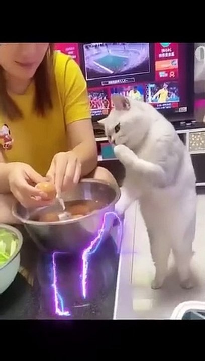 Funniest Cats and Dogs! Best Animal Videos! #shorts #viral #comedy #cat #dog