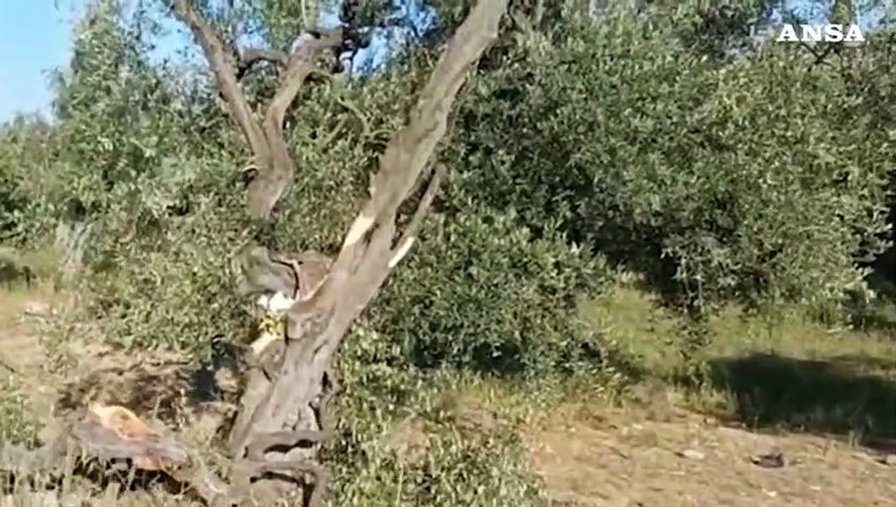 Bari, auto fuori strada a Binetto: morto 17enne, tre feriti