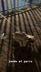 whatsapp video 2023-05-28 at 3.02.42 am.mp4