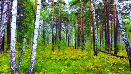 Zen Meditation Music for Deep Focus