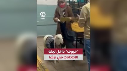 "خروف" داخل لجنة الانتخابات في تركيا