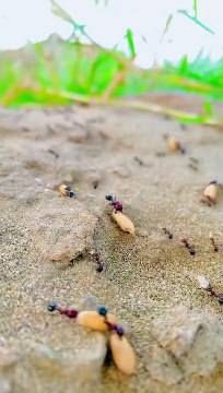 BESHAK ALLAH BOHT BARA HE