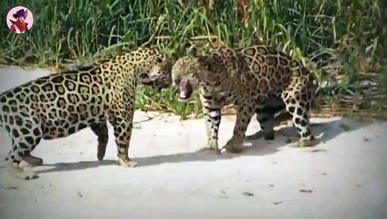 Die 43 schrecklichsten Momente, in denen Jaguare wütend wurden
