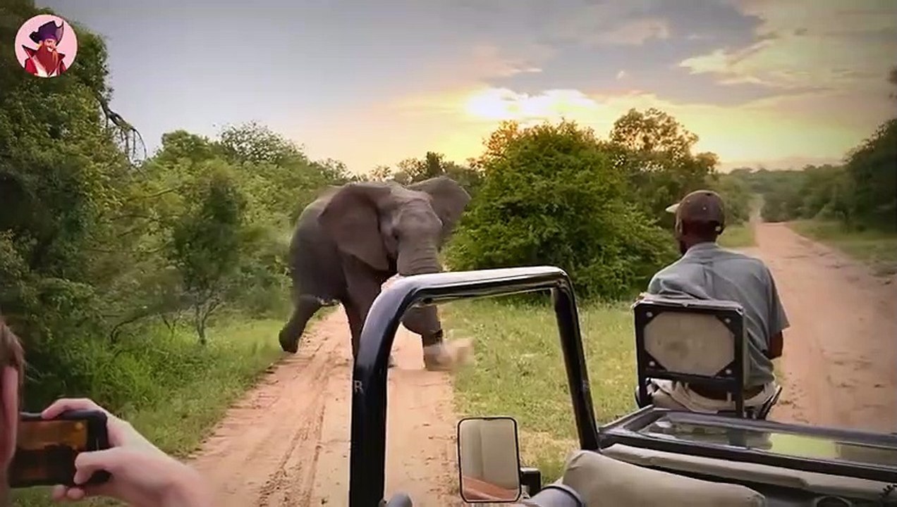 Top 40 verblüffende Momente, in denen Elefanten wütend wurden