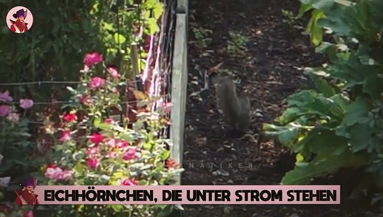 Tiere Bekommen Unerwarteten Stromschlag