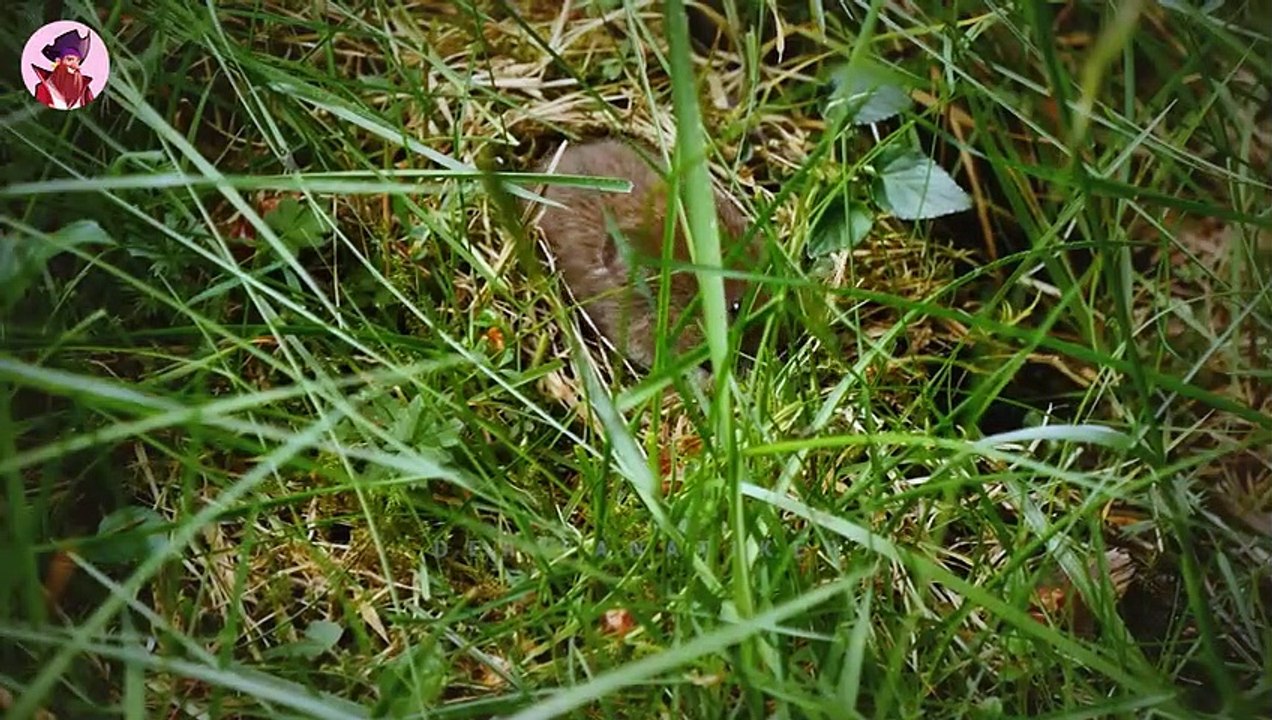 16 Momente von wundersamen und schlauen Jägern