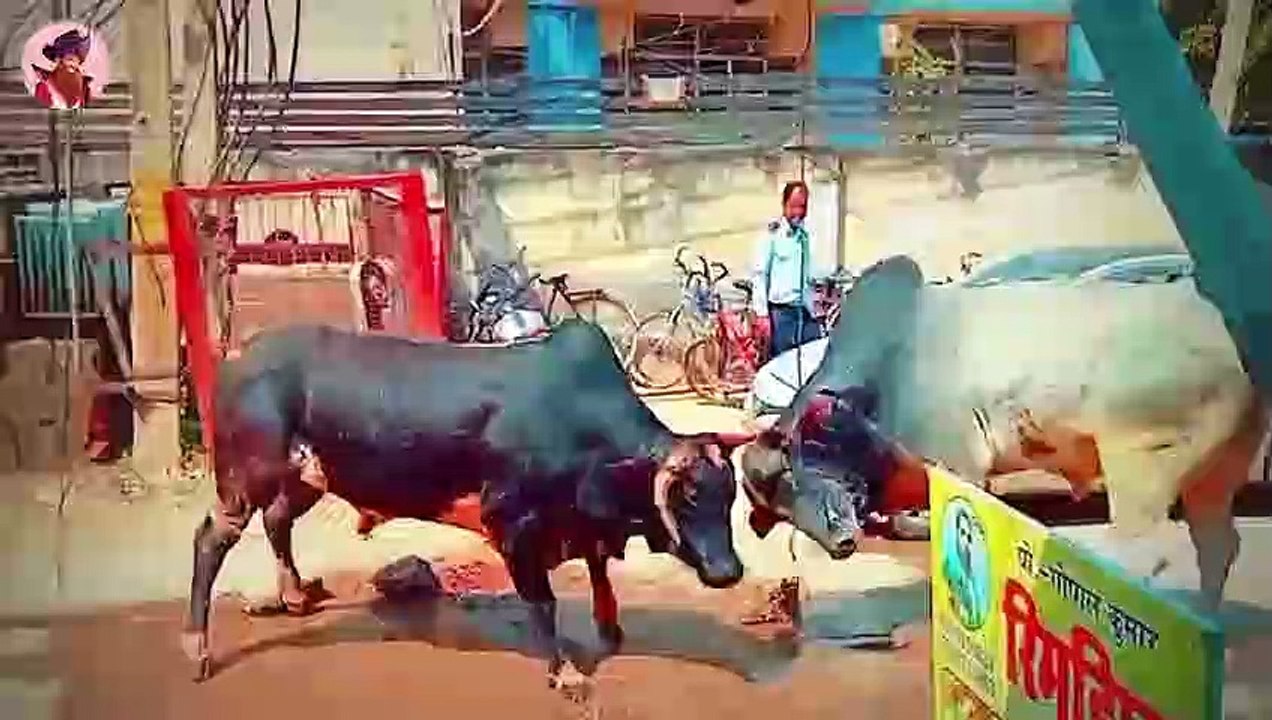 Top 45 Brutale Momente Von Bullen Ausser Kontrolle